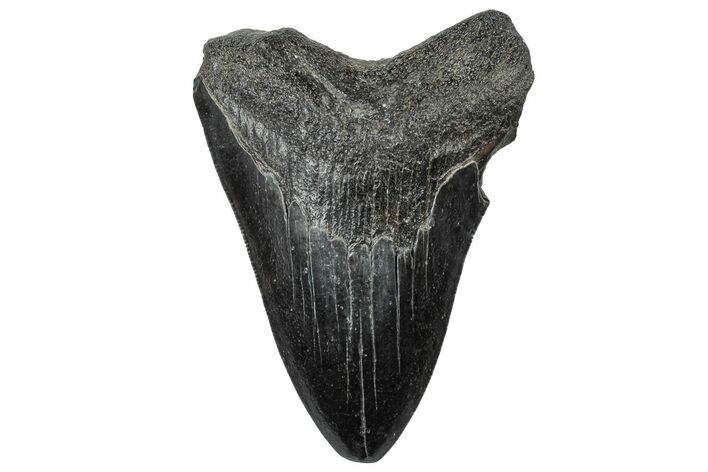 Serrated, Fossil Megalodon Tooth - South Carolina #306270